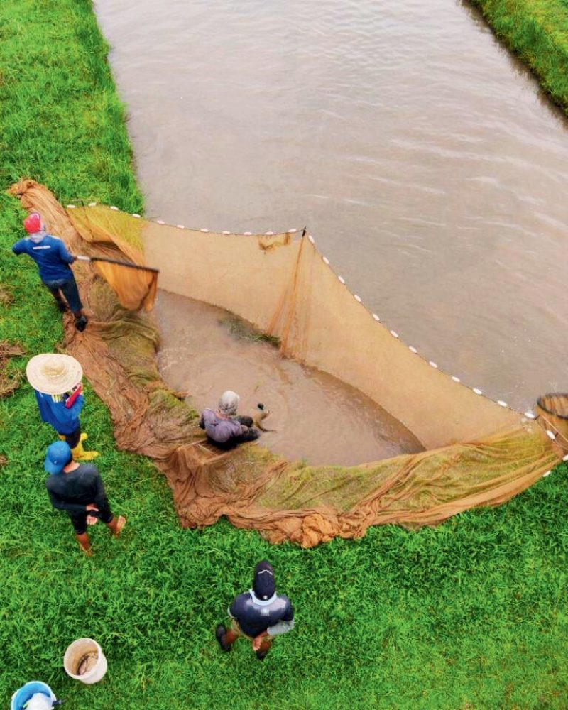 bintong arowana - latar.png