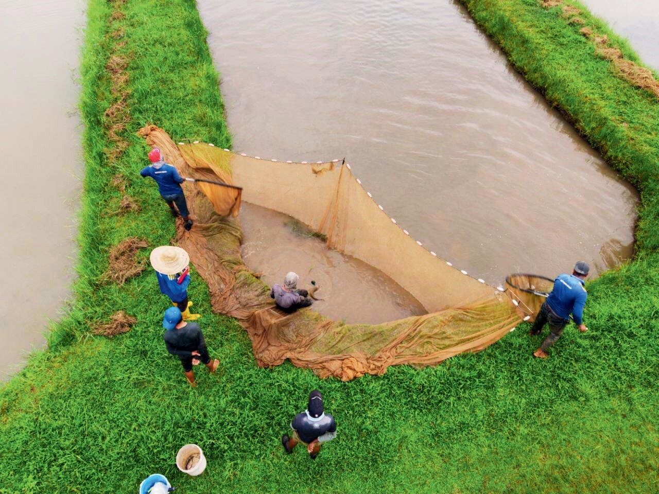 bintong arowana - latar.png